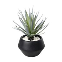 AGAVE IM TOPF H-200 YULARA - AGAVE IM TOPF H-200 YULARA