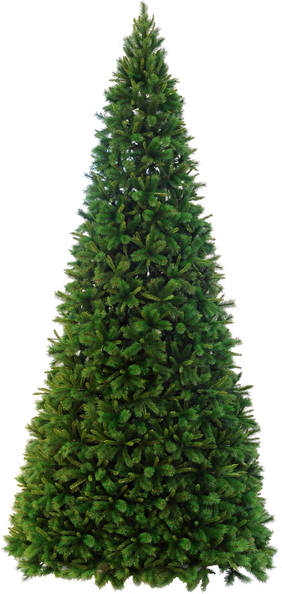 Weihnachtsbaum  Colorado - Grün, keine Lämpchen, 500cm Höhe