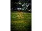 Decorativer Baum Reedy - IP44, Warmweiss, 480 LED's