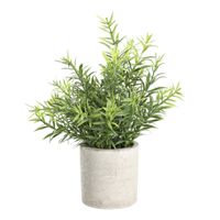 PFLANZE IM TOPF Ø200 H-220 BRAUN/GRÜN - PFLANZE IM TOPF Ø200 H-220 BRAUN/GRÜN