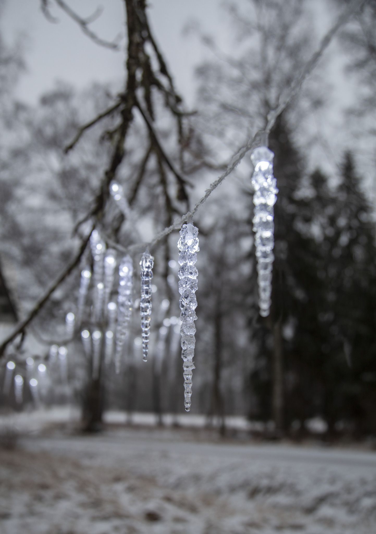 Eiszapfen-Lichterkette Gelido - IP44, Transparent, Kaltweiss