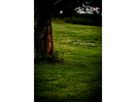 Decorativer Baum Reedy - IP44, Warmweiss, 160 LED's