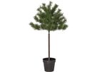 Weihnachtsbaum Tallis - Indoor, Grün, 100.00cm Höhe
