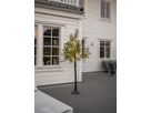 Decorative Baum Olivec - IP44, Warmweiss, 178 LED's