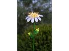 Solar Dekoration Daisy - Weiss, Lichtfarbe Warmweiss