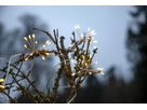 Lichterkette Dew Drop Flower - IP44, Kaltweiss, Silber