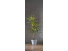 Decorativer Baum Bali - Indoor, Warmweiss, Grün