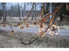 Lichterkette Flower Curtain - IP44, Schwarz, Golden Warmweiss