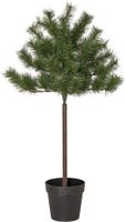 Weihnachtsbaum Tallis - Indoor, Grün, 100.00cm Höhe