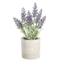 LAWENDEL IM TOPF 80X70X220 GRAU/LILA - LAWENDEL IM TOPF 80X70X220 GRAU/LILA