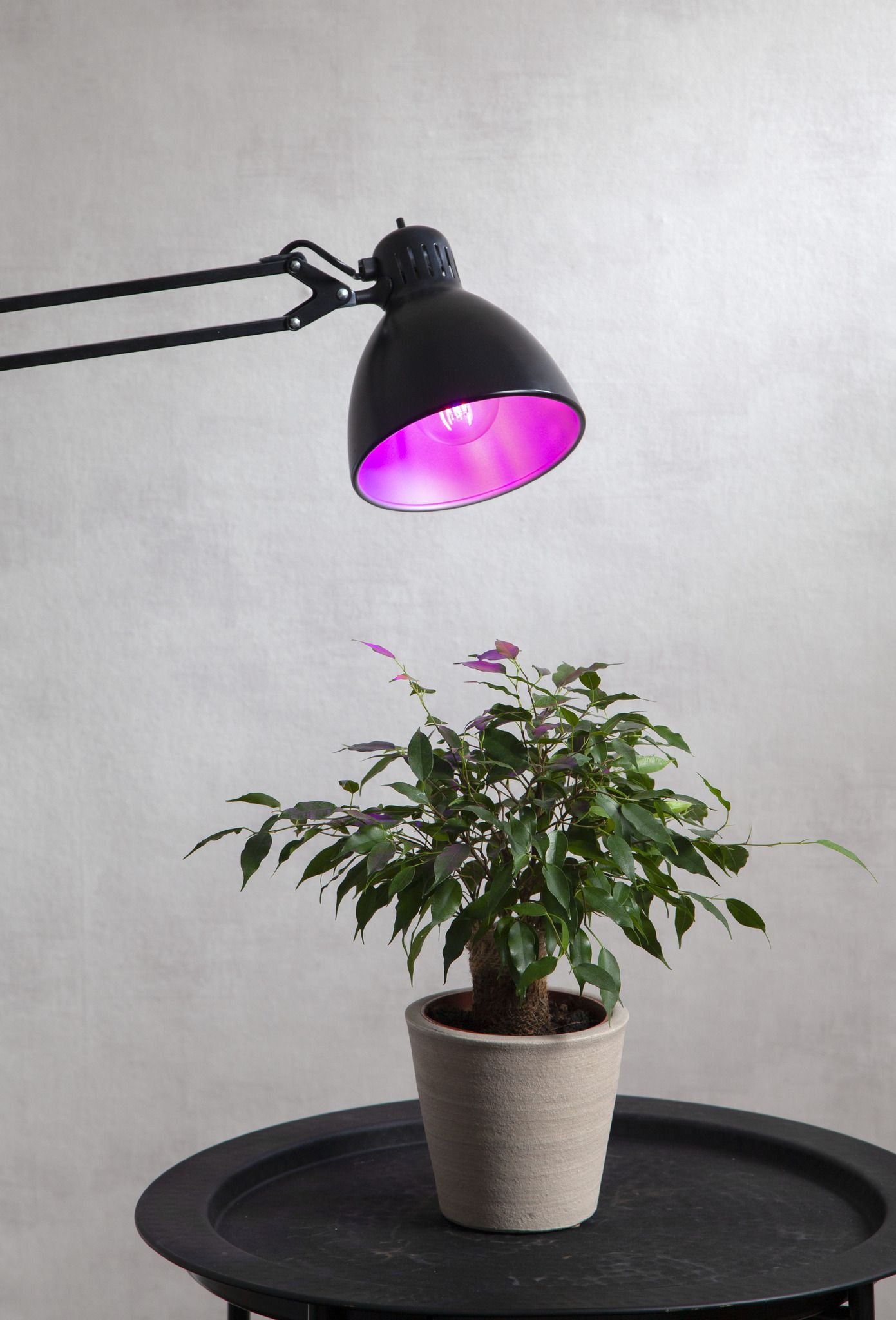 LED Leuchtmittel E27 A60 Pflanzen - E27, 200Lm, 1300K, 6.5W, 220-240VAC