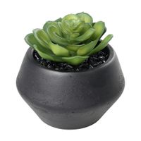 SUKKULENTE IM TOPF H-110 YULARA - SUKKULENTE IM TOPF H-110 YULARA