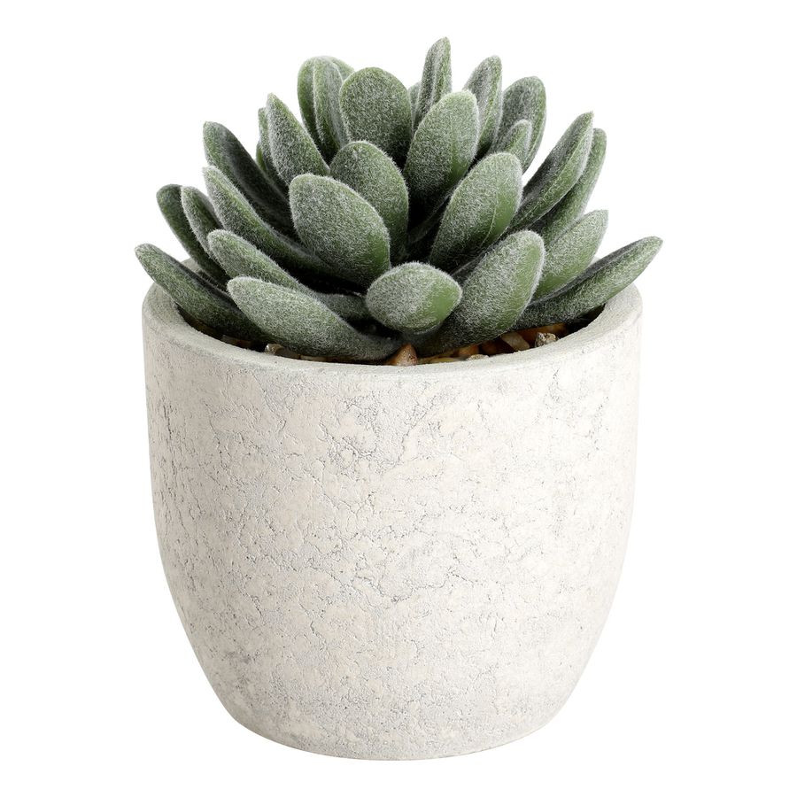 PFLANZE IM TOPF Ø80 H-110 BRAUN/GRÜN - PFLANZE IM TOPF Ø80 H-110 BRAUN/GRÜN