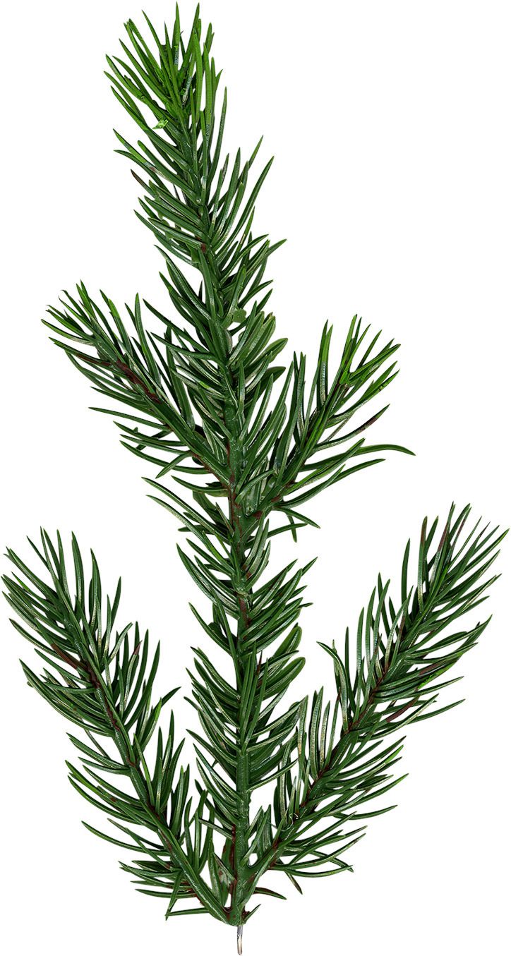 Weihnachtsbaum Malung - Outdoor, Grün, 200cm