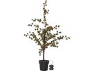 Dekorativer Baum Buxbom - grün, 40 LED's, 115 cm Höhe