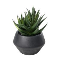 SUKKULENTE IM TOPF H-175 YULARA - SUKKULENTE IM TOPF H-175 YULARA