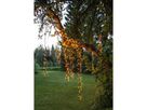 LED golden warmwhite, Lichterkette, 540 LEDs - Schwarz, 1970K, 1080cm