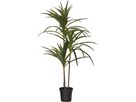 Decorativer Baum Bali - Indoor, Warmweiss, Grün