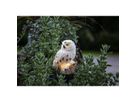Solar Decoration Owl - IP44, Warmweiss, Dämmerungssensor
