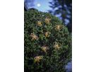 Solar Lichterkette Wings - IP44, Warmweiss, 8 LED