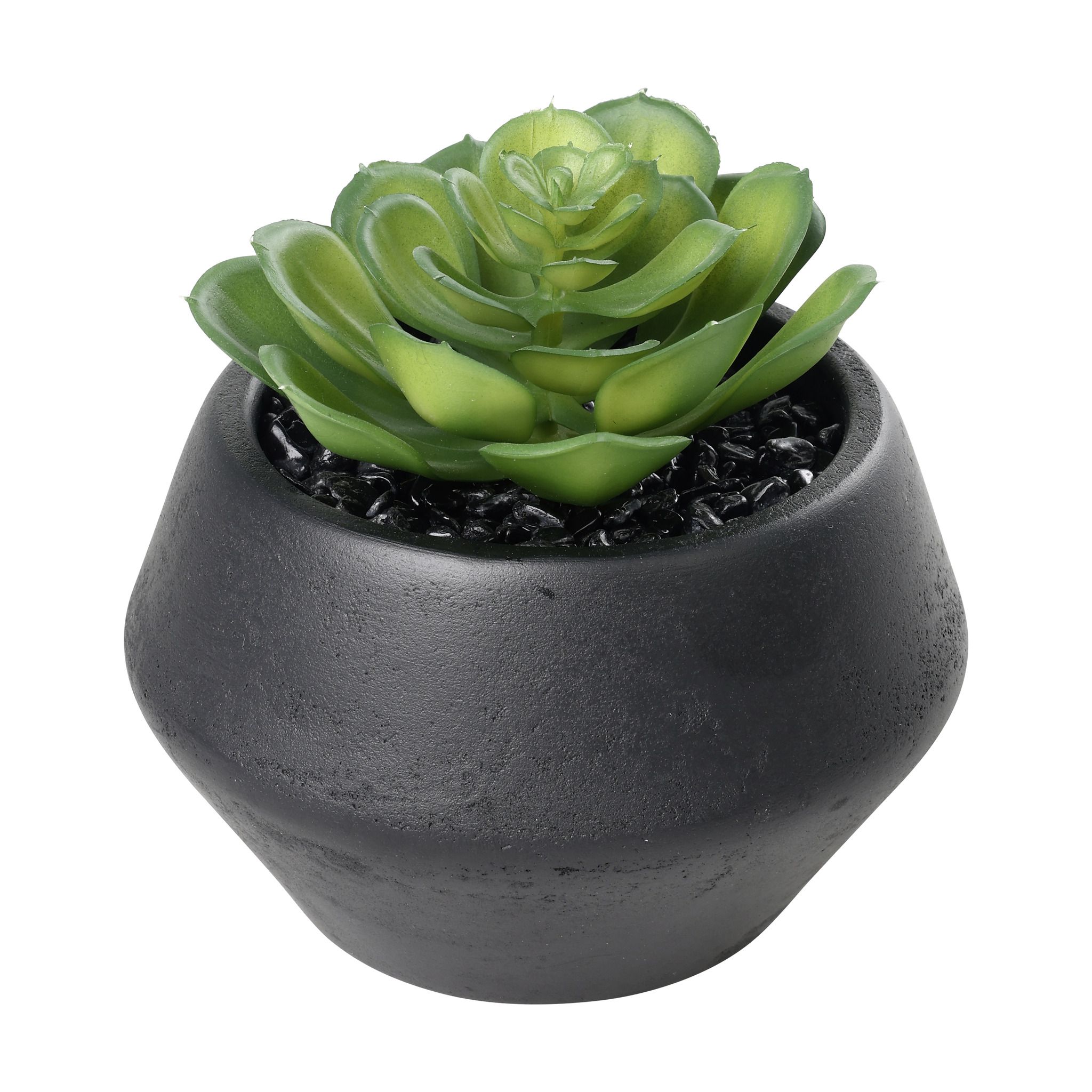 SUKKULENTE IM TOPF H-110 YULARA - SUKKULENTE IM TOPF H-110 YULARA
