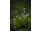 Solar Lichterkette Chania - Transparent, Lichtfarbe Warmweiss