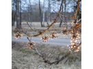 Lichterkette Flower Curtain - IP44, Schwarz, Golden Warmweiss