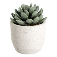 PFLANZE IM TOPF Ø80 H-110 BRAUN/GRÜN - PFLANZE IM TOPF Ø80 H-110 BRAUN/GRÜN