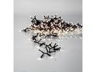 LED crispy white, Lichterkette, 540 LEDs - Schwarz, 3000K, 1080cm