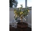 Solar Lichterkette Globini - Weiss, Lichtfarbe Warmweiss