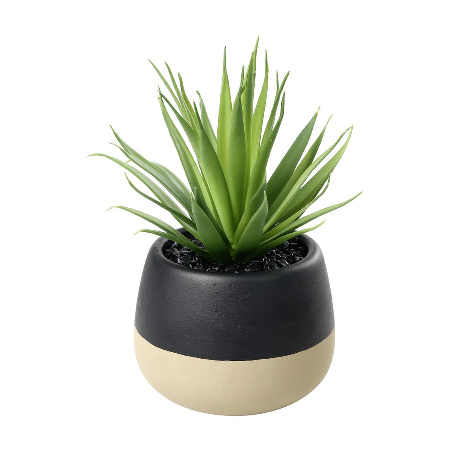 SUKKULENTE IM TOPF H-200 YULARA - SUKKULENTE IM TOPF H-200 YULARA