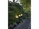 Solar Poller-Leuchte 3 Pack Roma - Schwarz, Lichtfarbe Warmweiss