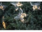 Solar Lichterkette Papillon - IP44, Warmweiss, Dämmerungssensor
