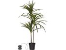 Decorativer Baum Bali - Indoor, Warmweiss, Grün