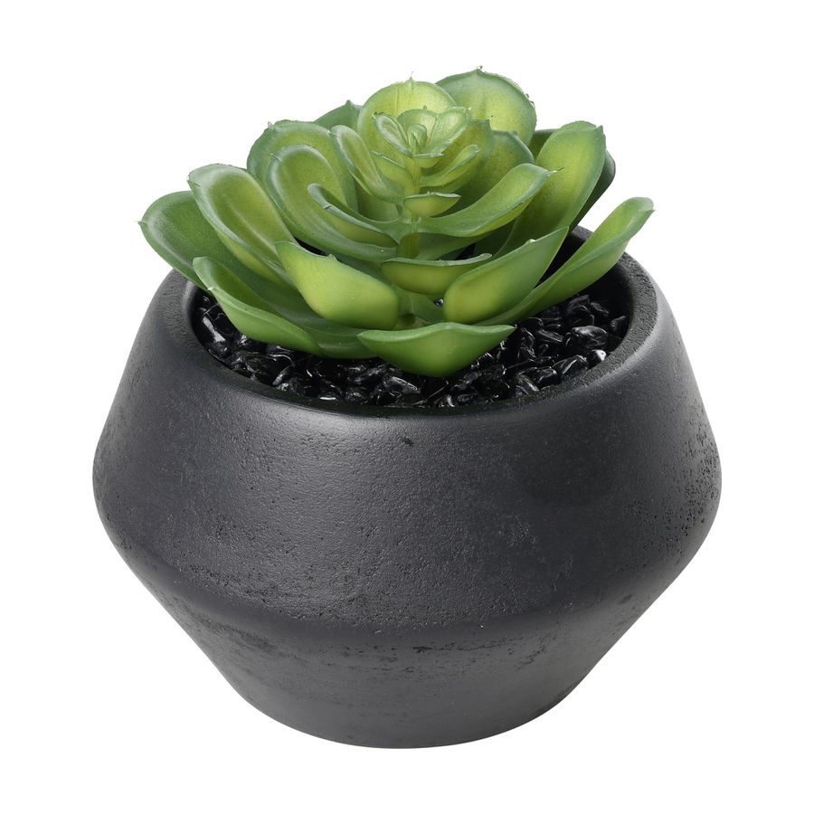 SUKKULENTE IM TOPF H-110 YULARA - SUKKULENTE IM TOPF H-110 YULARA
