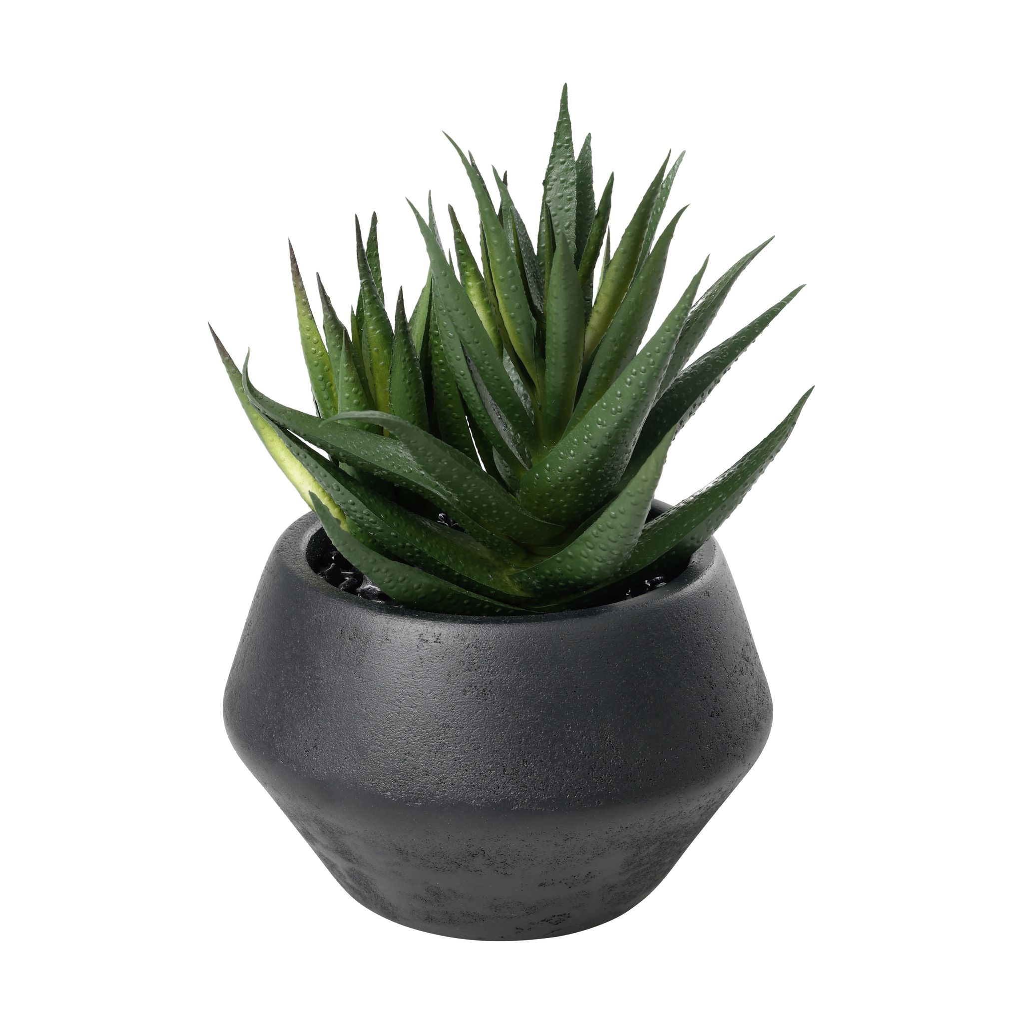 SUKKULENTE IM TOPF H-175 YULARA - SUKKULENTE IM TOPF H-175 YULARA