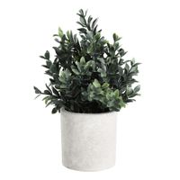 PFLANZE IM TOPF Ø180 H-230 BRAUN/GRÜN - PFLANZE IM TOPF Ø180 H-230 BRAUN/GRÜN