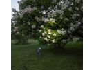 Outdoor Decoration Spotlight Focus - IP44, GU10, Schwarz