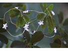 Lichterkette DEW DROP - Lichterkette DEW DROP