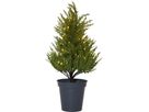 Dekorativer Baum THUJA - IP20, Warmweiss, 40 LED