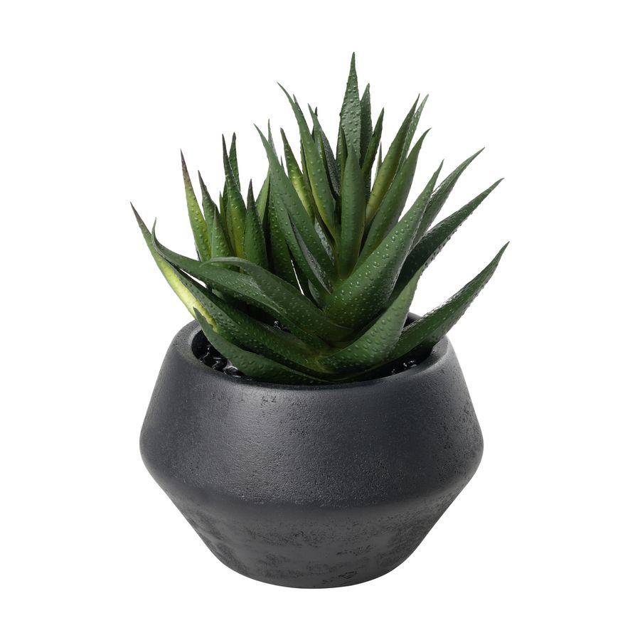 SUKKULENTE IM TOPF H-175 YULARA - SUKKULENTE IM TOPF H-175 YULARA