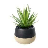 SUKKULENTE IM TOPF H-200 YULARA - SUKKULENTE IM TOPF H-200 YULARA
